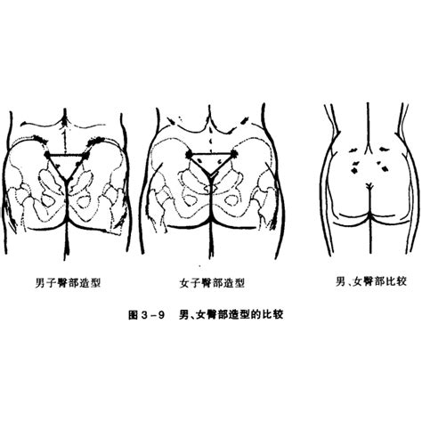 屁股位置